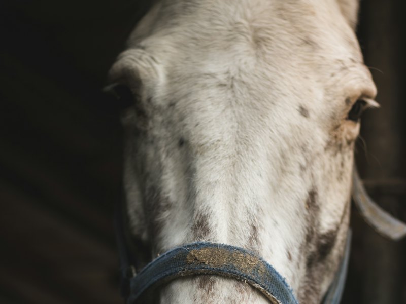 A grey horse in a headcollar