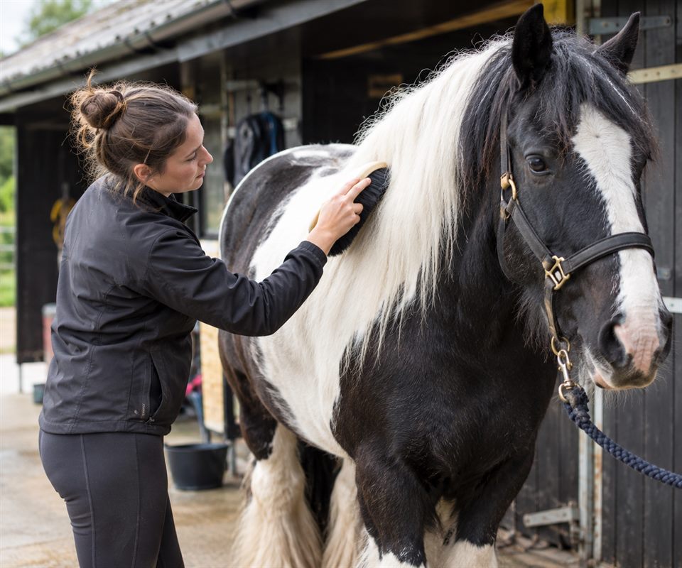 A woman brushing the neck of a black-and-white cob in a headcollar outside a stable